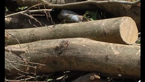 Solid Waste Authority of Palm Beach County: Not a good time for major yard work