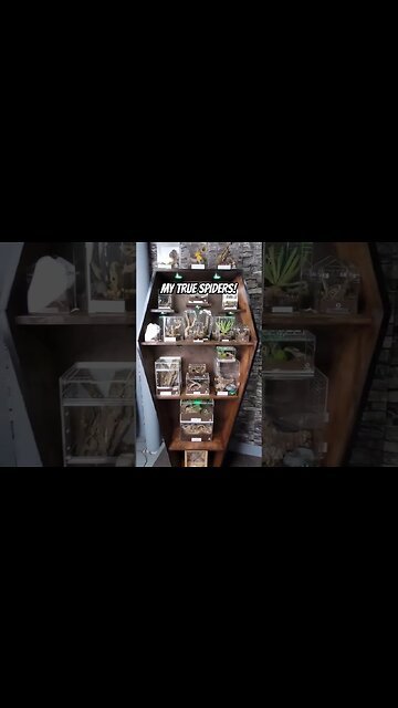 TRUE SPIDERS + COFFIN BOOKCASE