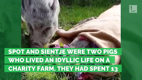 Heartbreaking Moments Owner Allows Pig To Mourn Loss of Best Friend