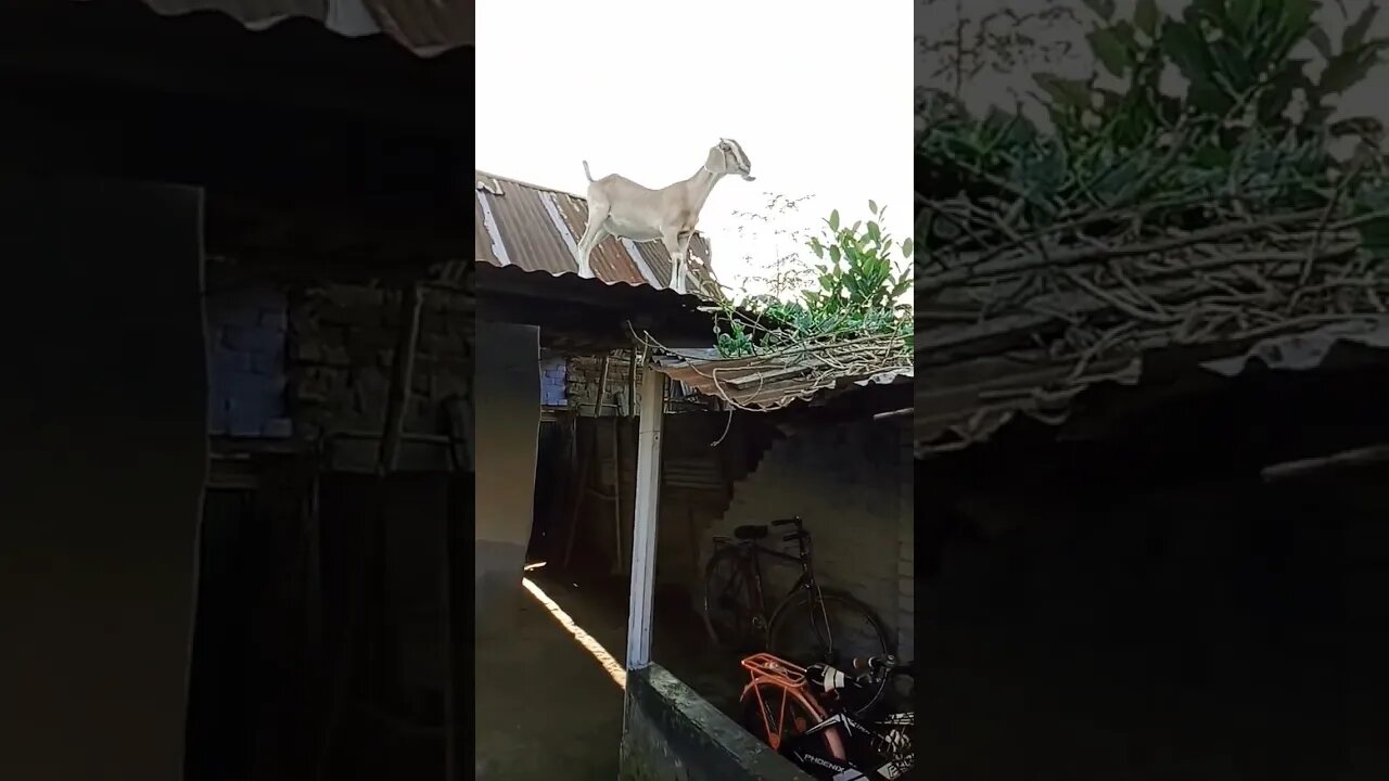 ছাগল কেন টিনের উপর? দেখুন ভিডিও কি হলো