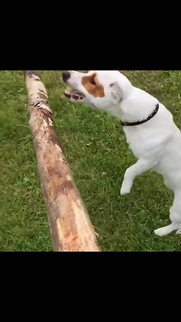 Jack Russell leaps for stick in glorious slow motion