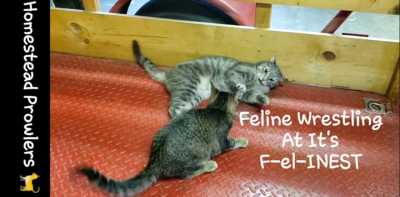 UFC Feline Division Championship Fight!