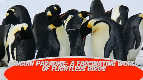 Penguin Paradise: A Fascinating World of Flightless Birds!#PenguinParadise #FlightlessBirds