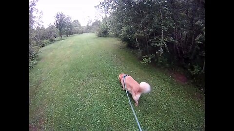 July 3rd, 63 degrees, short walk with Flynn on North driveway
