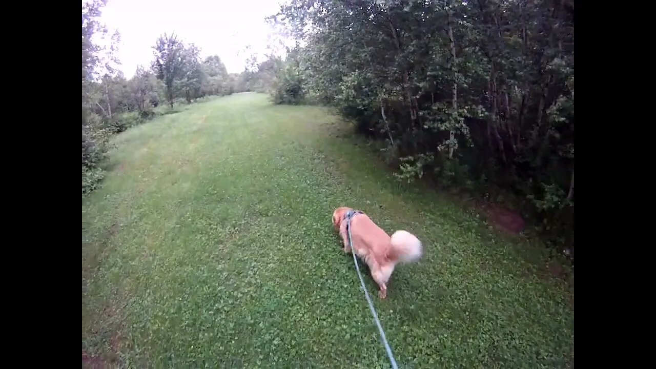 July 3rd, 63 degrees, short walk with Flynn on North driveway