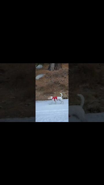 best buddy in the world Ares