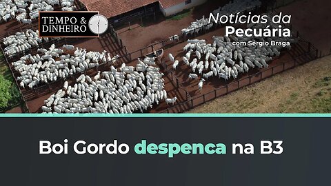Boi despenca na B3. Mostrar tendência pode ser prejudicial?