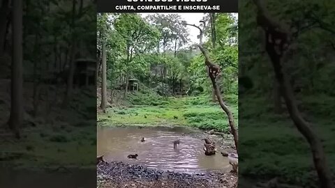 macacos pulando no trampolim da selva