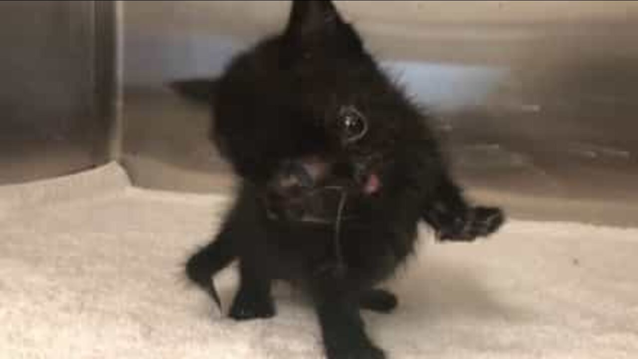 Kitten born with two faces defies odds and survives