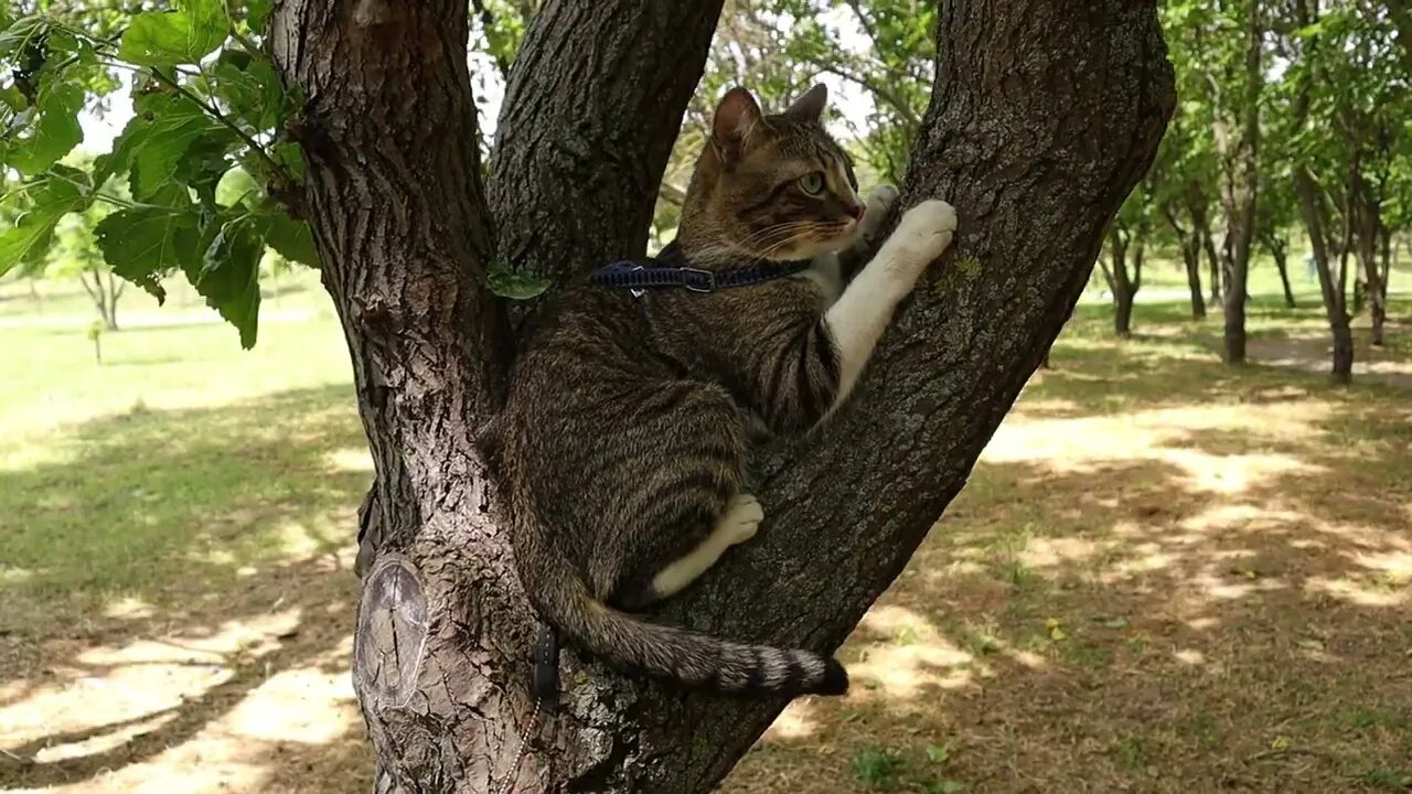 Brave Apartment Cat Has Climbed on a Real Tree