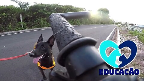 MOTO & CACHORRO !! EVOLUÇÃO DO TREINO DE REATIVIDADE EM RELAÇÃO AS MOTOS