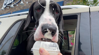 Sloppy Great Danes Send Frozen Custard Flying Everywhere