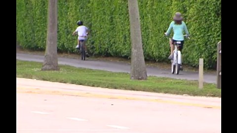 Hundreds of trees could be removed to make room for bike lane in Wellington