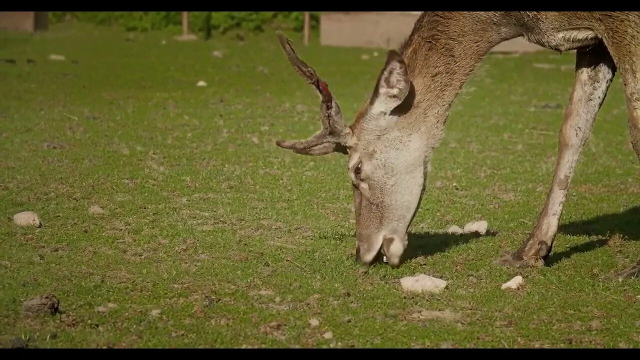 Buck eats grass close up