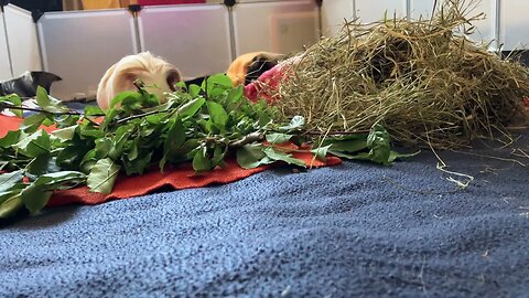 Guinea pigs redecorating and exploring