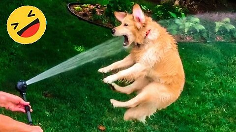 Episode #7 Best Funny Videos Compilation 2024 | Funny Animal Edition