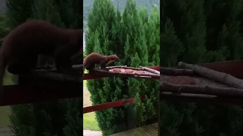 Pine marten refuses burger