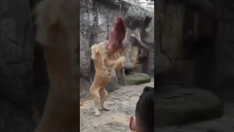 Hungry Lion 🦁 #UbertainmentFun #Shorts #ytshorts #Dogs #Animals #Fun