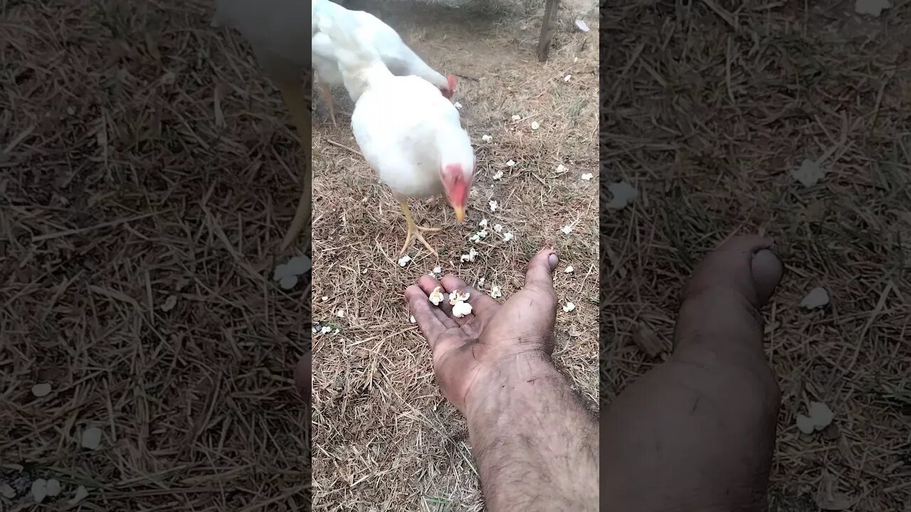 #countrylife #chicken eating #popcorn #country