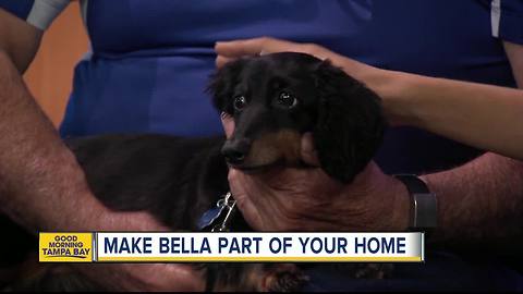 Nov. 19 Rescues in Action: Bella needs a forever home