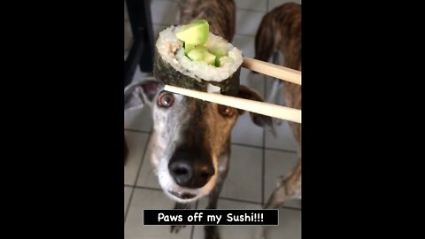 Hungry Greyhound Steals Sushi Roll