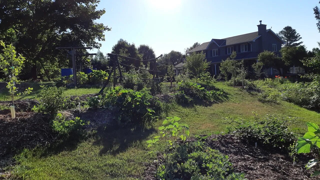 Expanding the front yard permaculture food forest with sheet mulching