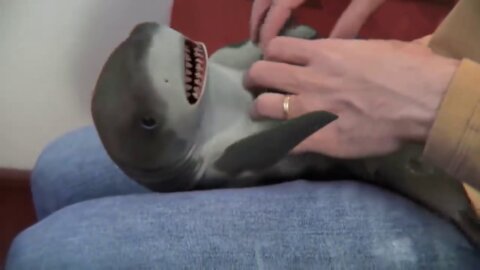 cutest baby shark video 2021