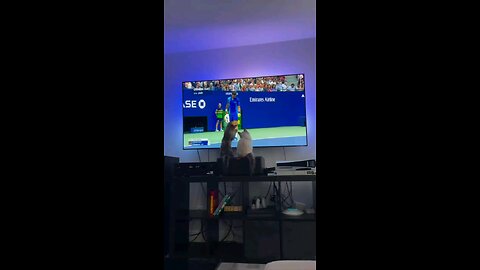 funny videos
