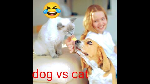 cat is hanged in dog dog fight