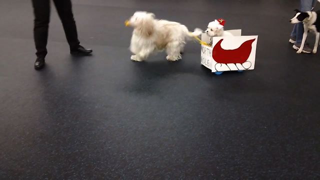 10 Dogs More Excited For Christmas Than You Are