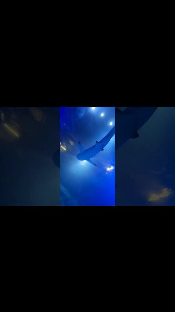 baby shark over at sea life aquarium