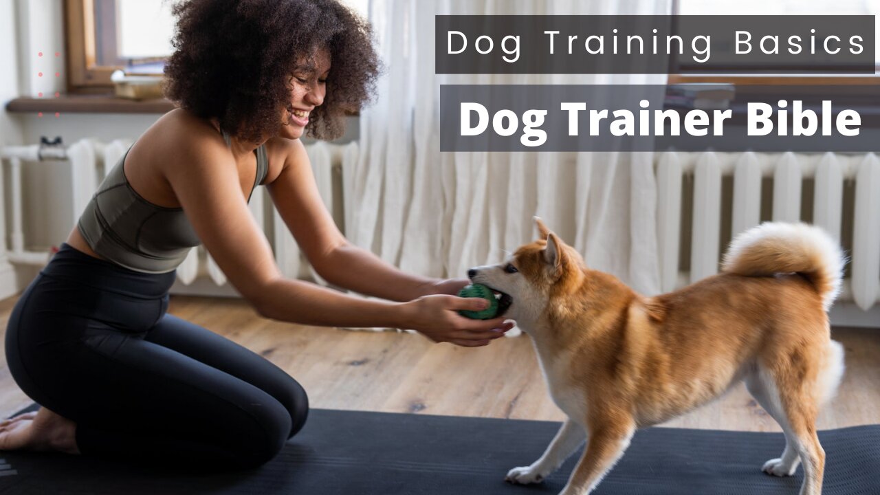 Which dog training is best