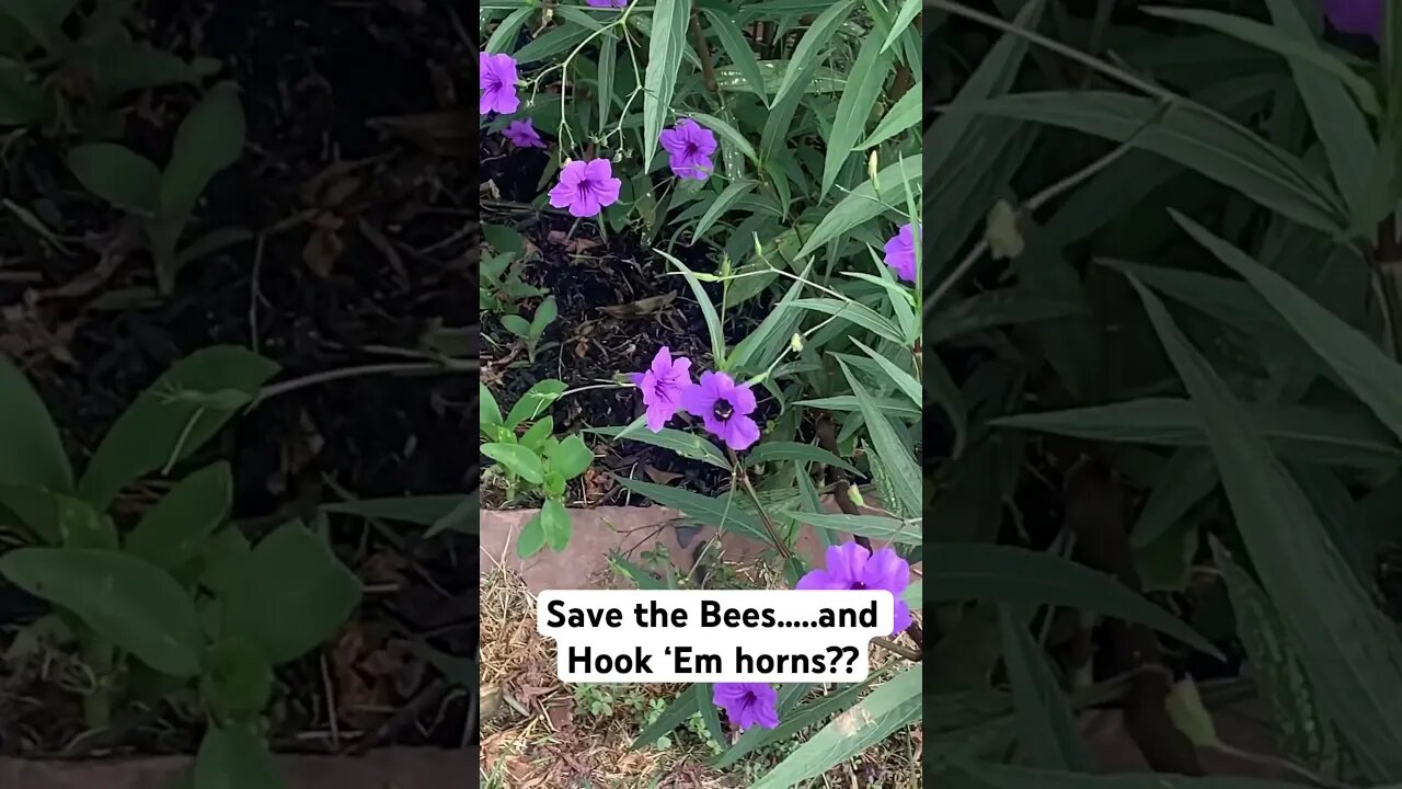 Save da bees #bees #shorts #shortsfeed #shortstrend #shortsvideo #beeshorts #longhorns #environment