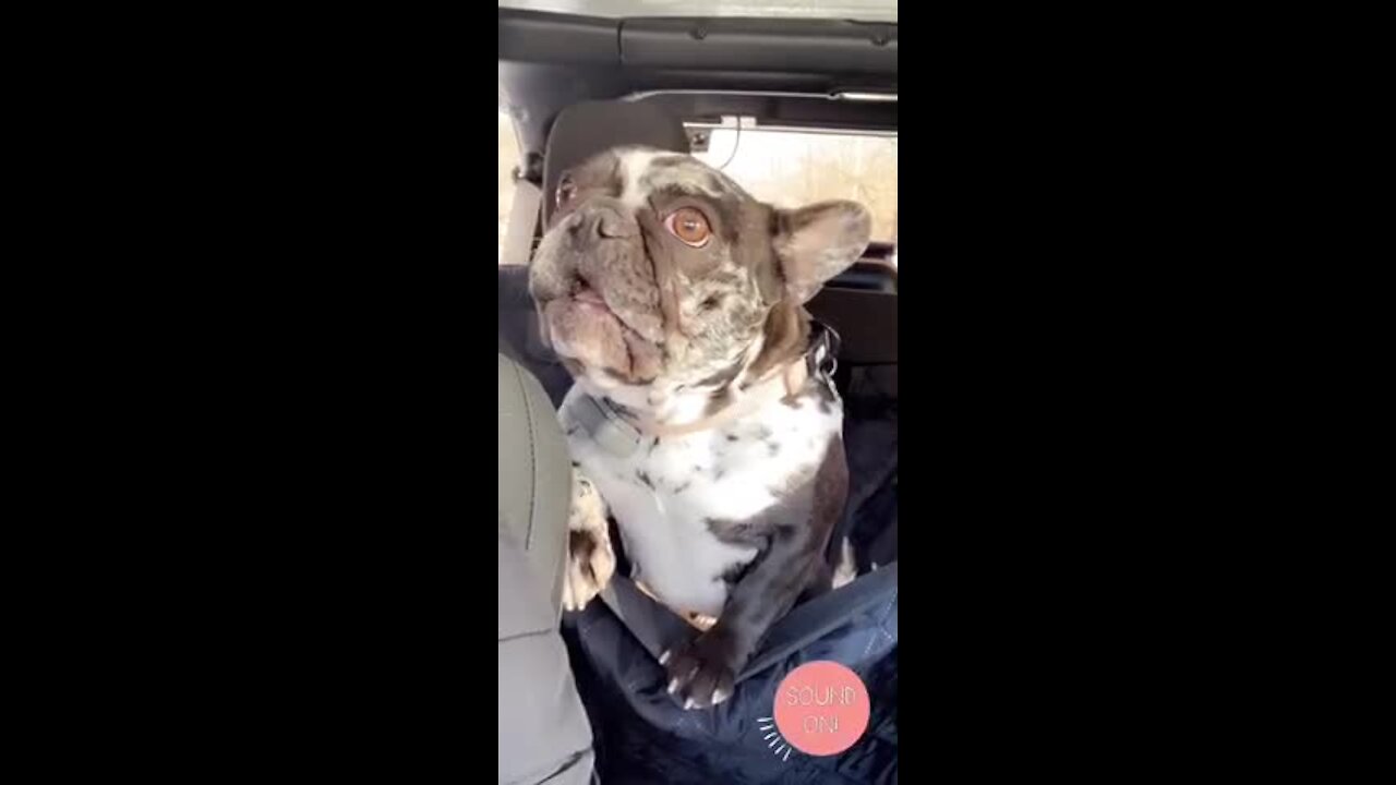 Frenchie throws tantrum when forced to sit in the back seat