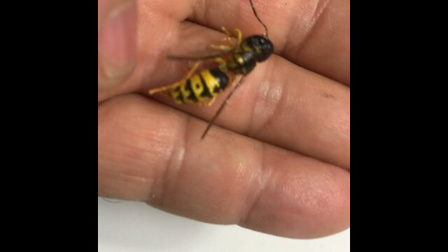 Yellow jacket fly