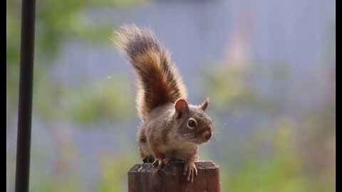 Scientists Say They Are Stunned by Vole-Hunting, Predatory Squirrels