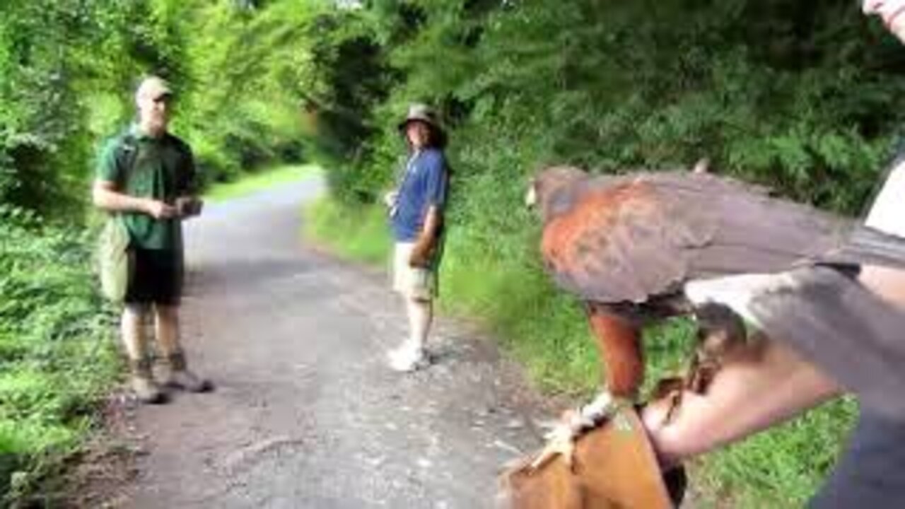 Hawk Walk @ Dromoland Castle in Ireland #Shorts