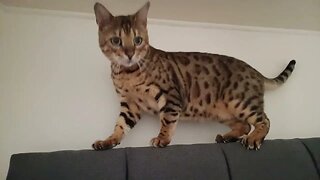 Bedford on the headboard #bengalcat