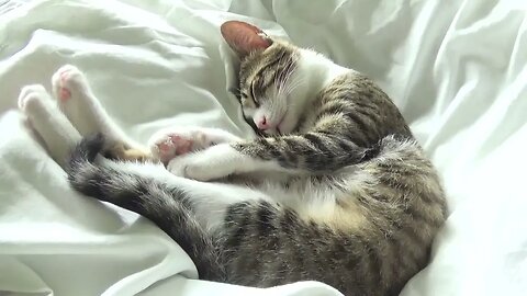 The Cutest Baby Cat Tries to Sleep