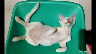 Funny Sleeping Cat, she sleep like human