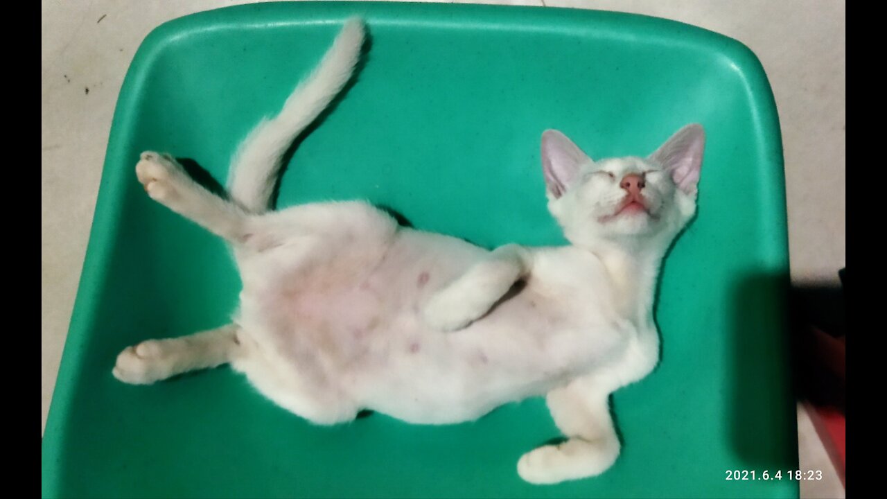 Funny Sleeping Cat, she sleep like human