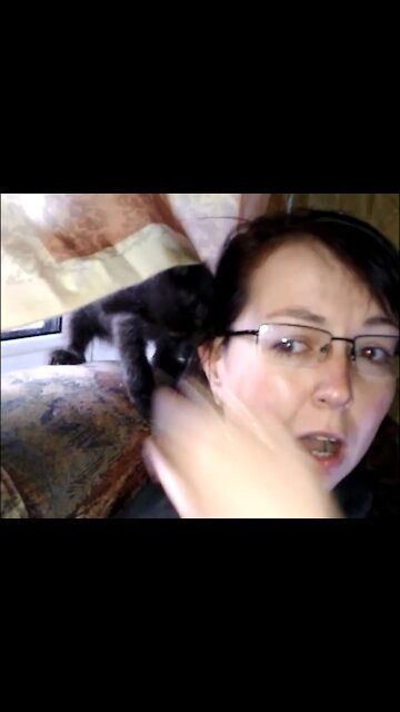 Kitten eats hair and bites off an ear