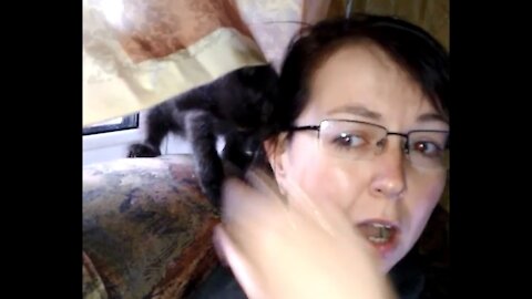 Kitten eats hair and bites off an ear