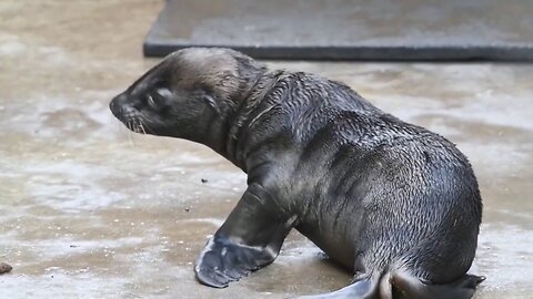 Washington Zoo Celebrates Birth Of Its First Sea Lion Pup