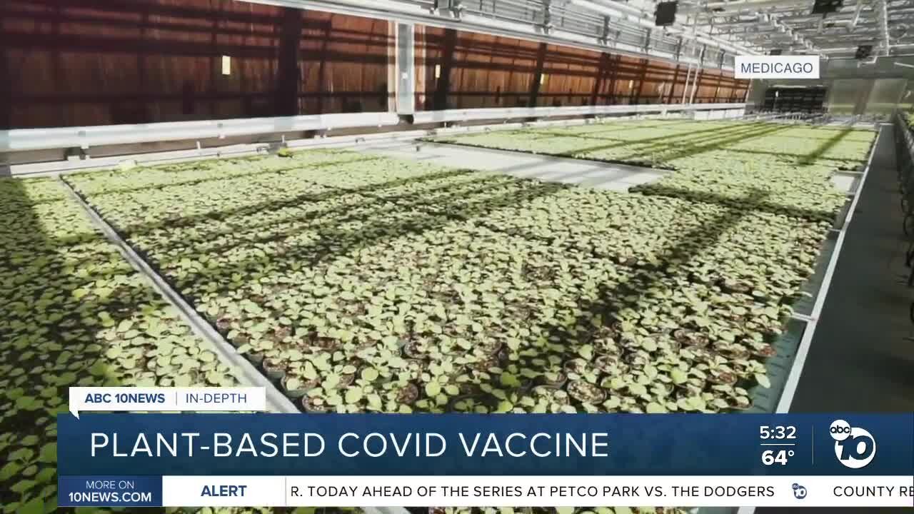 In-depth: plant-based COVID vaccine