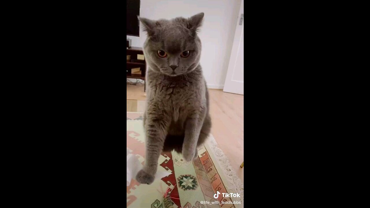 Do not touch game with my cat