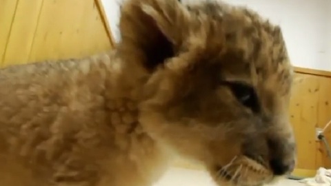 Baby Lion Cubs Get Up-Close-and Personal at Japanese Zoo