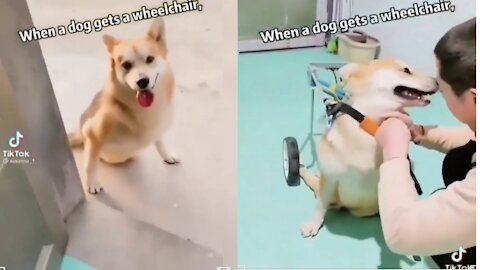 When A Cute Dog Get A Wheelchair