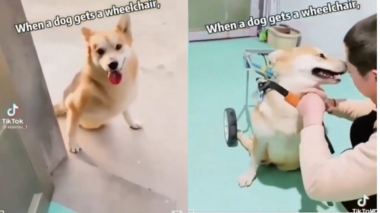 When A Cute Dog Get A Wheelchair