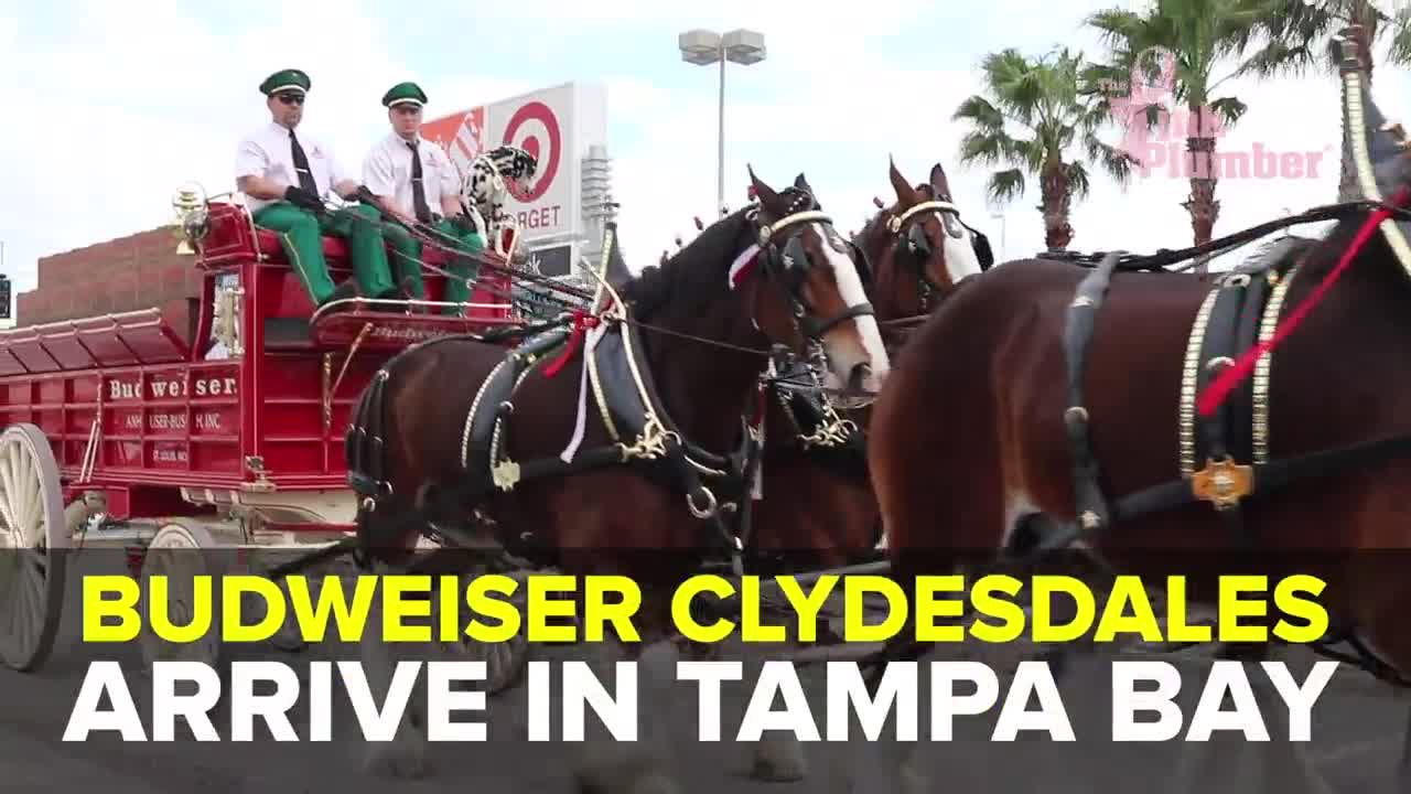 Budweiser Clydesdales arrive in Tampa for Gasparilla | Taste and See Tampa bay